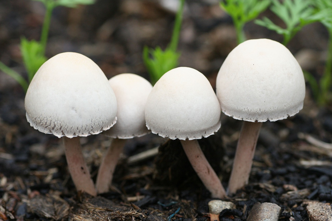 magic ,mushroom